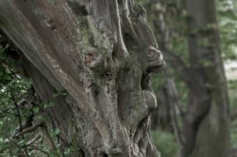 Thumbnail: , Baumoid-Wanderweg Hohler Stein, Habichtswald, Kassel | (c) Carsten Simon