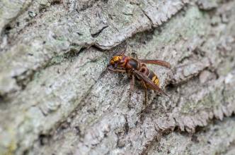 Thumbnail: , Hornisse (Vespa crabro)-Galgenberg, Bad Wildungen | (c) Carsten Simon