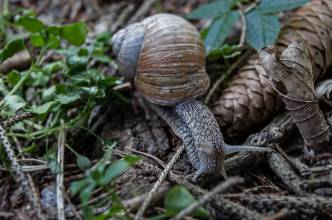 Thumbnail: , Weinbergschnecke (Helix pomatia)-Ratekau, Ostsee | (c) Carsten Simon