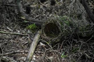 Thumbnail: , Vogelnest-Volkmarsen, Lütersheim | (c) Carsten Simon