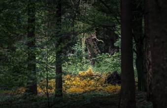 Thumbnail: , Baumriese-Sichelbachbecken, Habichtswald, Kassel | (c) Carsten Simon