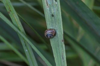 Thumbnail: , Gefleckte Schnirkelschnecke (Arianta arbustorum) und blauer Erlenblattkäfer (Agelastica alni)- Aalbeek-Niederung, Ratekau, Ostsee | (c) Carsten Simon