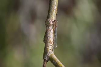 Thumbnail: , Große Pechlibelle (Ischnura elegans), junges Weibchen (rufescens-Jugendmorphe)-Aalbeek-Niederung, Ratekau, Ostsee | (c) Carsten Simon