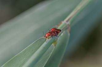 Thumbnail: , Ockerbrauner Weichkäfer (Rhagonycha fulva)-Aalbeek-Niederung, Timmendorfer Strand, Ostsee | (c) Carsten Simon 