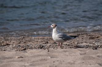 Thumbnail: , Lachmöwe im Kleiderwechsel (Larus ridibundus)-Scharbeutz, Ostsee | (c) Carsten Simon