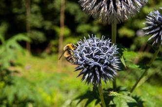 Thumbnail: , Ackerhummel (Bombus pascuorum)-Ratekau, Ostsee | (c) Carsten Simon