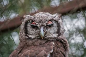 Thumbnail: , Milchuhu (Bubo lacteus)-Vogelpark Niendorf, Ostsee | (c) Carsten Simon