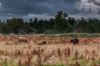 Thumbnail: , Galloways-Aalbeek Niederung, Niendorf, Ostsee | (c) Carsten Simon