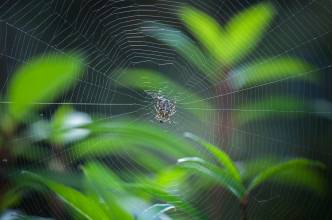 Thumbnail: , Gartenkreuzspinne (Araneus diadematus)-Niederzwehren, Kassel | (c) Carsten Simon