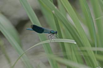 Thumbnail: , Gebänderte Prachtlibelle (Calopteryx splendens)-Fuldatal, Ihringshausen | (c) Carsten Simon