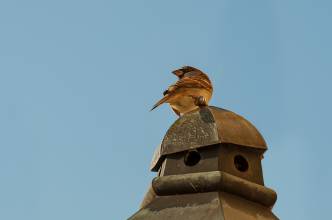 Thumbnail: , Haussperling (Passer domesticus)-Orangerie, Kassel | (c) Carsten Simon