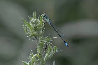 Thumbnail: , Große Pechlibelle (Ischnura elegans), Männchen-Fuldatal, Ihringshausen | (c) Carsten Simon