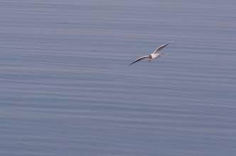 Thumbnail: , Lachmöwe (Larus ridibundus)-Plau am See, Ludwigslust-Parchim | (c) Carsten Simon