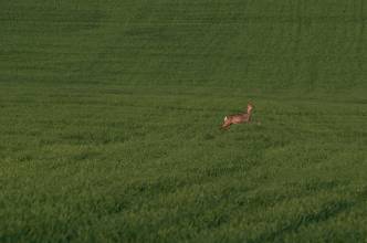 Thumbnail: , Reh (Capreolus capreolus)-Neu Stuer, Mecklenburgische Seenplatte | (c) Carsten Simon