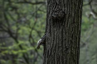 Thumbnail: , Baumoid-Urwaldsteig, Edersee | (c) Carsten Simon