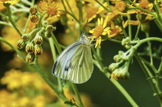 Thumbnail: , Grünader Weißling (Pieris napi)-Ratekau, Ostsee | (c) Carsten Simon