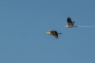 Thumbnail: , Graureier im Flug mit Flugzeug im Hintergrund-Außenalster, Uhlenhorst, Hamburg | (c) Carsten Simon