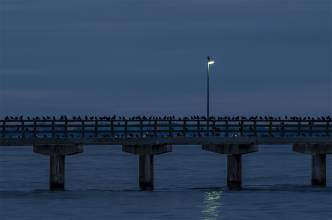 Thumbnail: , Rabenkolonie-Seebrücke,Timmendorfer Strand, Ostsee | (c) Carsten Simon