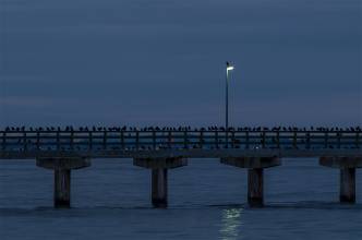 Thumbnail: , Rabenkolonie-Seebrücke,Timmendorfer Strand, Ostsee | (c) Carsten Simon