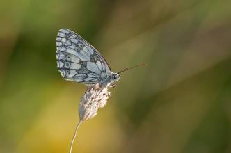 Thumbnail: , Schachbrettfalter (Melanargia galathea)-Glockenborn, Bründersen | (c) Carsten Simon