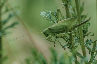 Thumbnail: , Zwitscherschrecke (Tettigonia cantans), Weibchen-Ratekau, Ostsee | (c) Carsten Simon