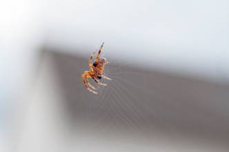 Thumbnail: , Gartenkreuzspinne (Araneus diadematus) an einem Geländer, Niederzwehren, Kassel | (c) Carsten Simon