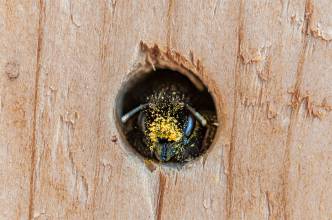 Thumbnail: , Gehörnte Mauerbiene (Osmia cornuta) im Nistkasten, Niederzwehren, Kassel | (c) Carsten Simon