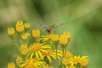 Thumbnail: , Hainschwebfliege (Episyrphus balteatus)-Ratekau, Ostsee | (c) Carsten Simon